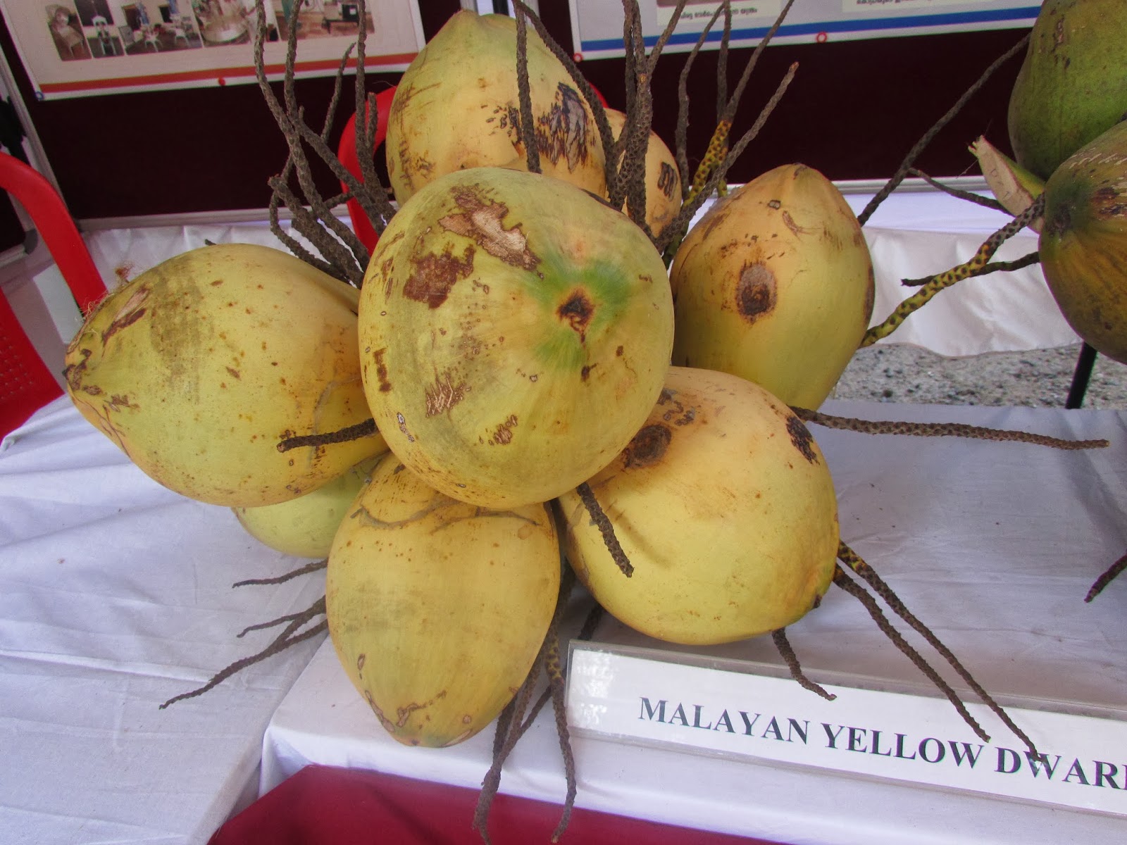 Malayan Yellow Dwarf - Coconut Varieties « avm AgroCare