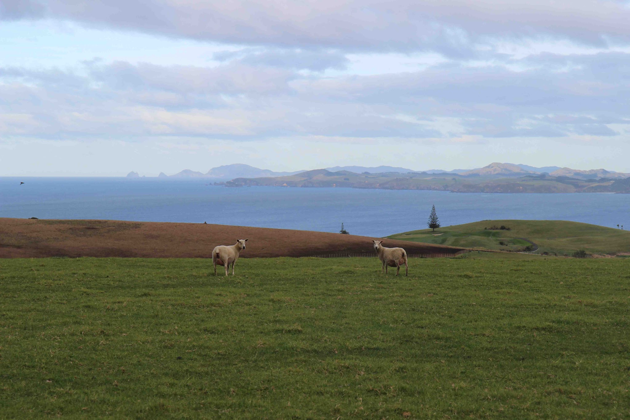 SCENE | The North Island of New Zealand