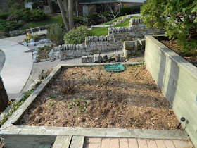 The Beach Toronto Front Garden Tier Five Before by Paul Jung Gardening Services--a Toronto Gardening Company