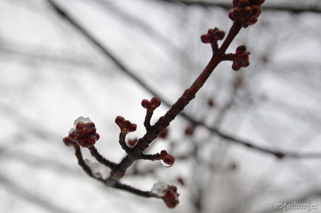 IMGP6216_maple buds in snow_05
