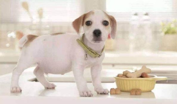 for health of your dog, the most common bad habits