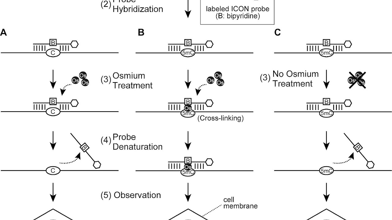 Fluorescence in situ hybridization Fish