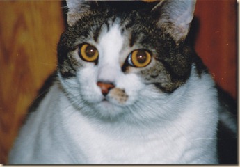 Fat Kitty Holly
