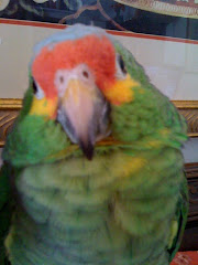 Pepita