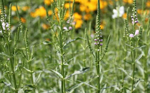 Physostegia Virginiana Flowers Pictures