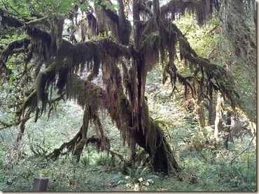 8-22 Hoh Rain Forest 8