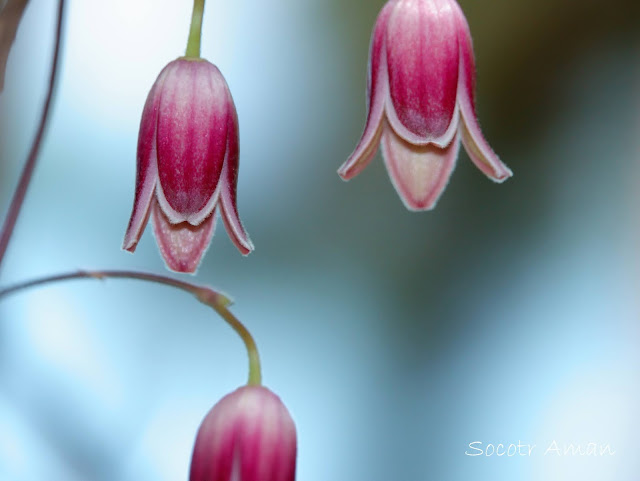 Clematis japonica