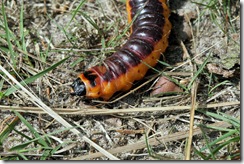 Wilgenhoutrups