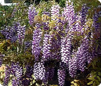 vine