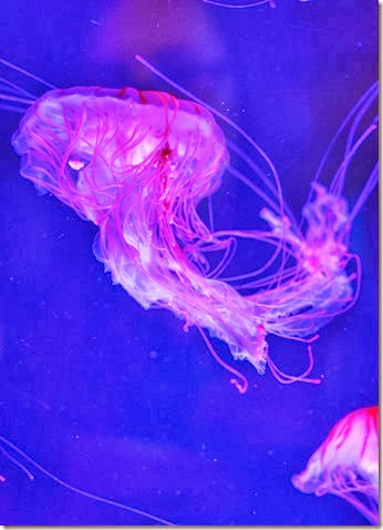 Aquarium2