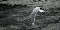 Little Gull, winter plumage – Dec. 2012 – photo by Jonn Leffmann