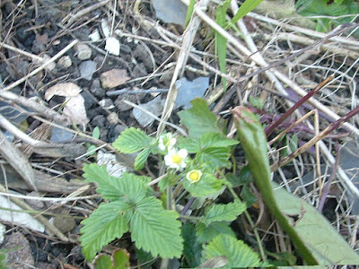 Photo of an alpine strawberry plant in flower