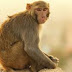  Scientific Name of  Monkey |   Bandar ka vaigyanik name |   बन्दर का वैज्ञानिक नाम