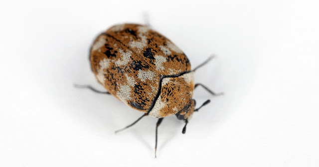 do-carpet-beetles-burrow-in-your-skin