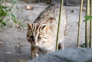 Tsushima leopard cat