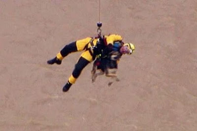 Animals Being Rescued Seen On www.coolpicturegallery.us