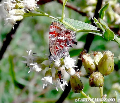 Mariposa cobriza (Ministrymon sanguinalis)