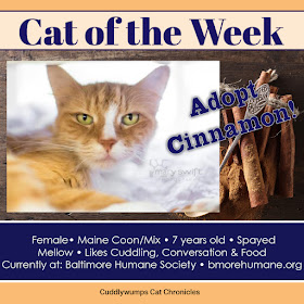 Adopt Cinnamon! 7-yr-old female Maine Coon/Mix, Baltimore