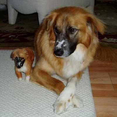 Dogs with their small versions