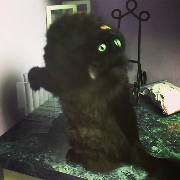 
25 Pics Proving That Cats Are Actually Demons.