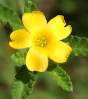 damiane-damiana-Turnera diffusa