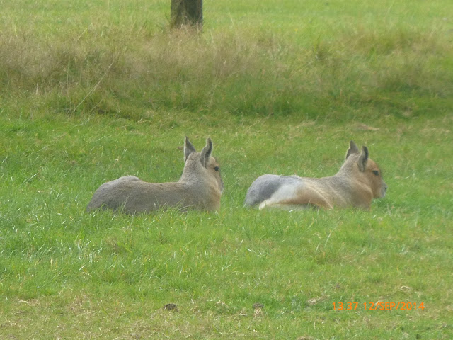 Fota Wildlife Park Cork