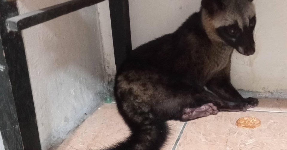 5 Manfaat  Hewan  Luwak Bagi  Manusia  yang Jarang Diketahui 