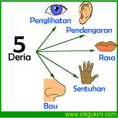 Memahami organ deria dan fungsinya ~ Cikgu Kini