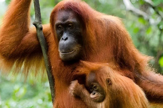 Explorando el misterio de la curiosidad: cómo los orangutanes salvajes en la selva indonesia abordan lo desconocido y su impacto en nuestra propia naturaleza curiosa.