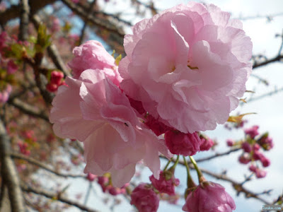 八重桜