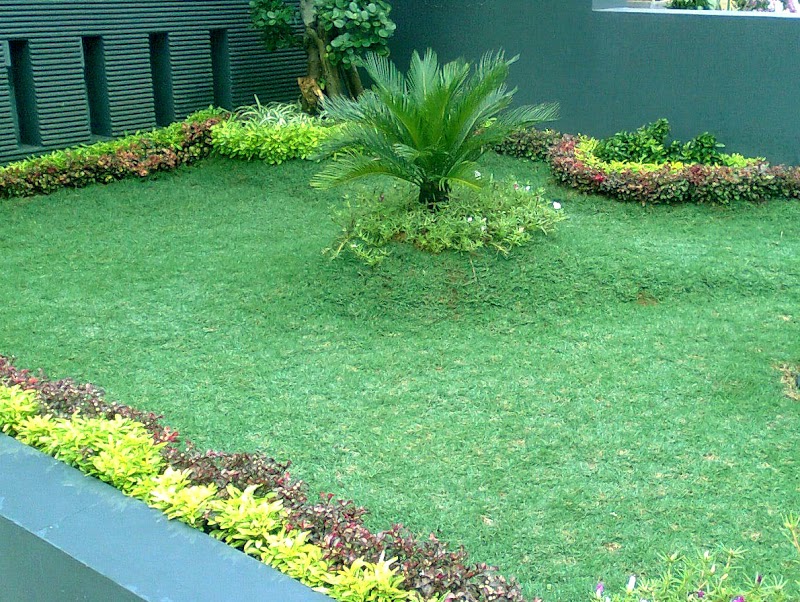 Terbaru Harga Rumput Jepang