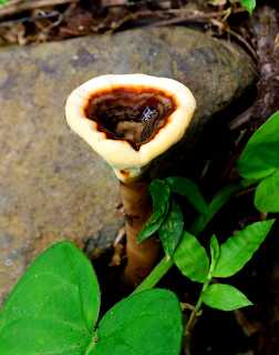 sturdy fungus in Puriscal