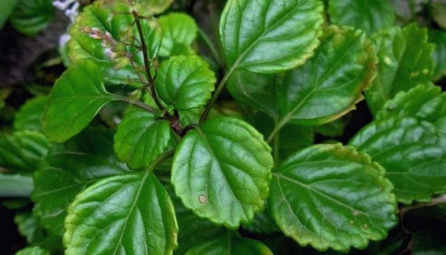 Planta Lengua De Suegra