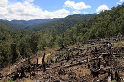 Upaya Pemerintah Menurunkan Ketimpangan Penguasaan Hutan Belum Sepenuhnya Memihak Masyarakat