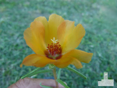 Portulaca ragonesei