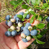 How To Grow Blueberries #Fruit_Gardening