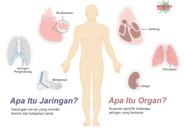 jaringan dan organ