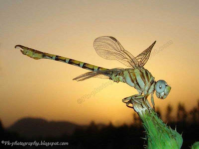 Dragonfly Photo