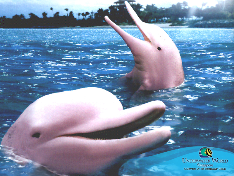 Pink Dolphin