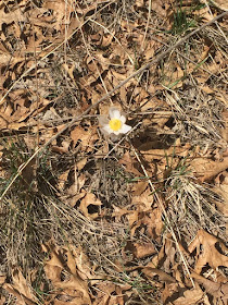 yesterday's pasque flower