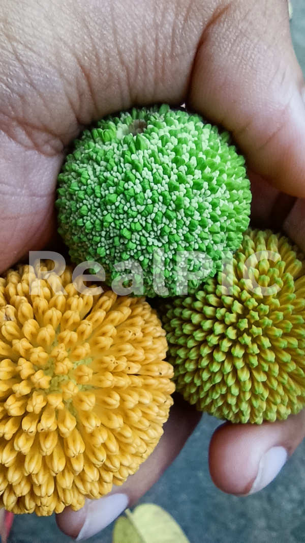 Image of Kadamba or Neolamarckia or Bur Flower 3