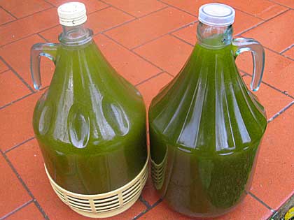 Olive harvest in Tuscany