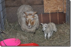 first lamb 2010 010