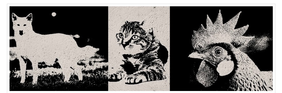 Cachorro Gato Galinha
