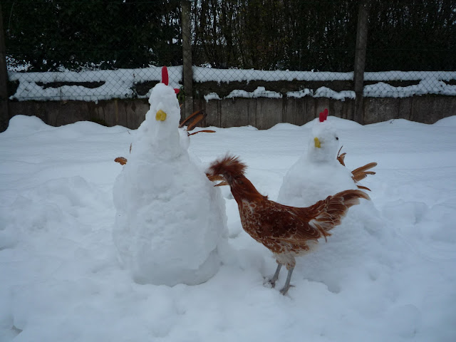 Polish chamois rooster and snow chickens