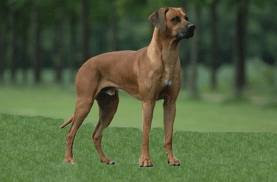 Dog Africanis (Hottentot Hunting Dog)
Dog Africanis (Hottentot Hunting Dog)