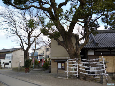 野里住吉神社ご神木