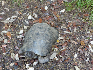 Tortue de Weissinger - Testudo weissingeri - Testudo marginata weissingeri