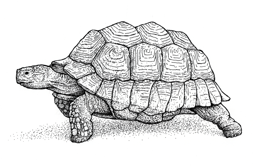 尾藤光のブログ ボールペン画 亀