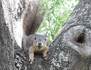 I am glad squirrels can't throw things